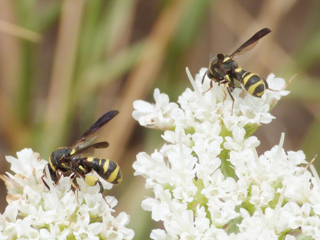 Leucospis maschio: L. dorsigera o L. bifasciata